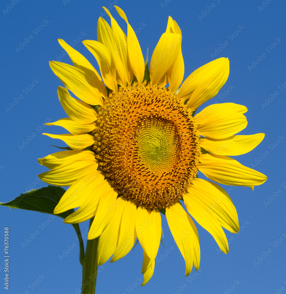Naklejka premium Sunflower