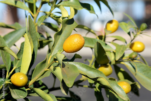 Kumquat Tree photo