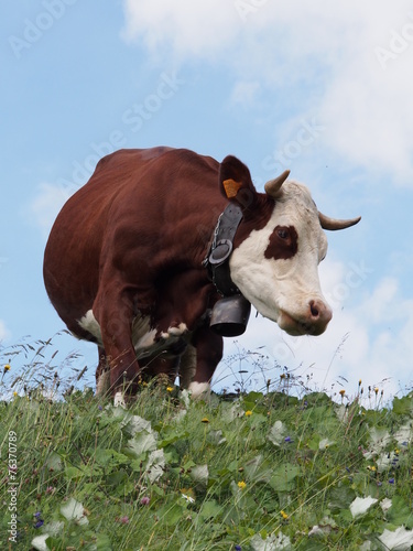 Vache Abondance - Haute-Savoie