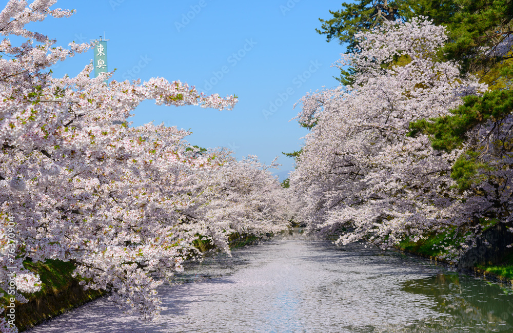 Cherry blossoms at the Hirosaki Castle Park in Hirosaki, Aomori, Cherry blossoms at the Hirosaki Castle Park in Hirosaki, Aomori,
