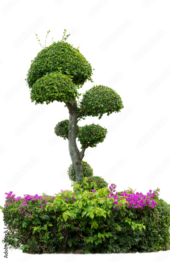 Fototapeta premium bonsai tree in garden isolated on white