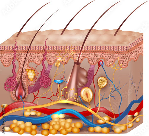 Skin anatomy. Detailed medical illustration, beautiful bright co