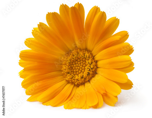 Calendula. Marigold flowers