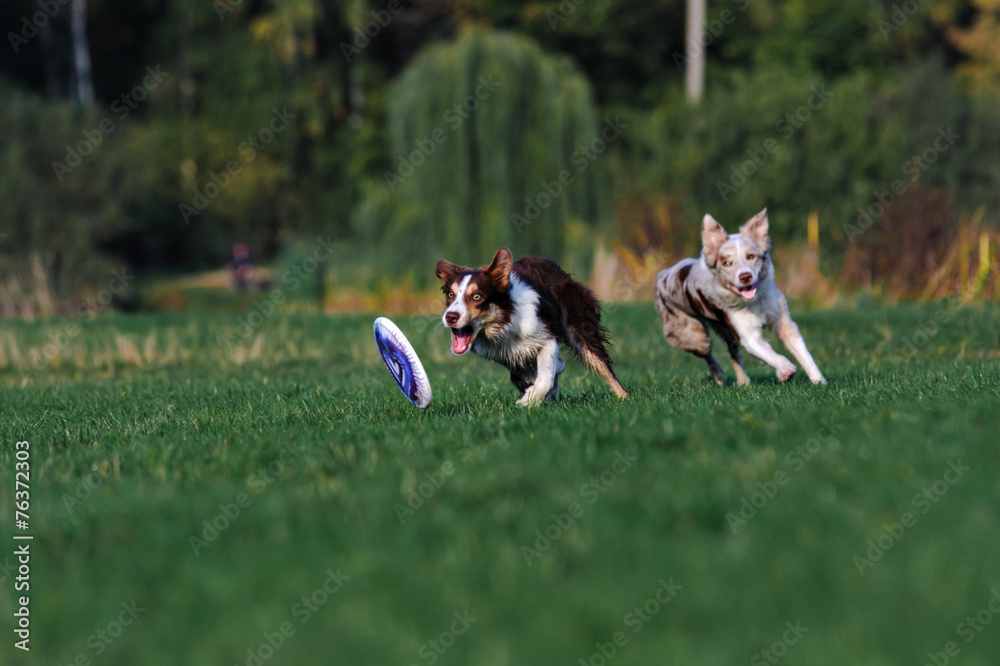 Border collie doing tricks in the Park Border collie doing tricks in the Park