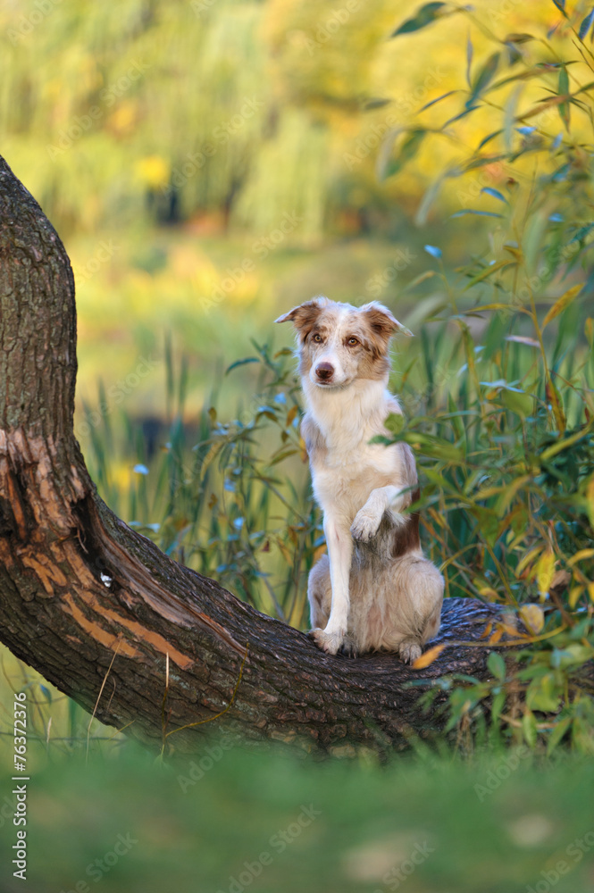 Fototapeta premium border colli on a tree