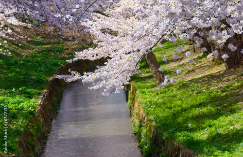 Cherry blossoms at the Hirosaki Castle Park in Hirosaki  Aomori 