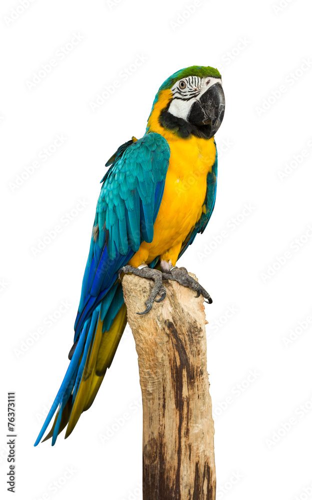 Macaw parrot bird
