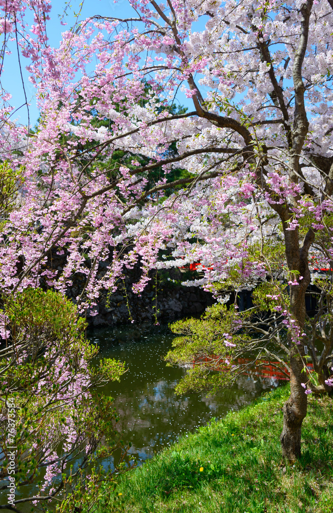 Cherry blossoms at the Hirosaki Castle Park in Hirosaki, Aomori, Cherry blossoms at the Hirosaki Castle Park in Hirosaki, Aomori,
