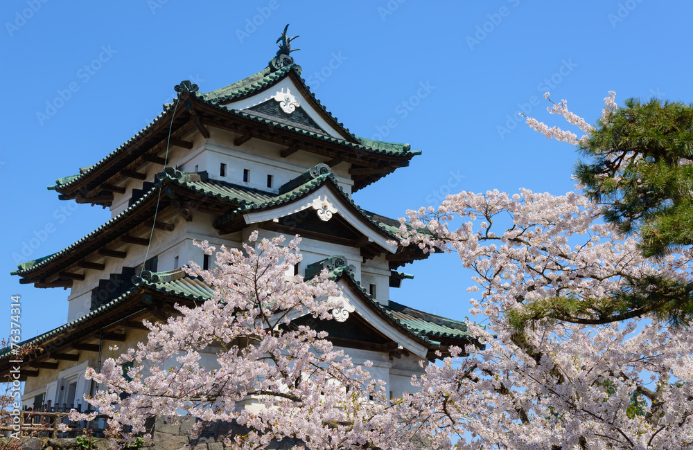 Fototapeta premium Cherry blossoms at the Hirosaki Castle Park in Hirosaki, Aomori,
