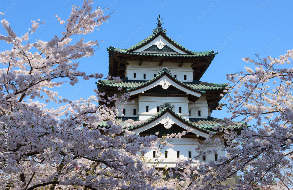 Cherry blossoms at the Hirosaki Castle Park in Hirosaki, Aomori, Cherry blossoms at the Hirosaki Castle Park in Hirosaki, Aomori,