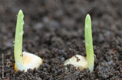 Canvas-taulu Corn germination on fertile soil