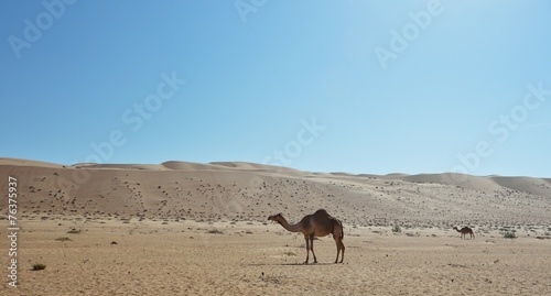 Camel in the desert, Wahiba Sands, Oman