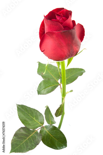 red rose isolated