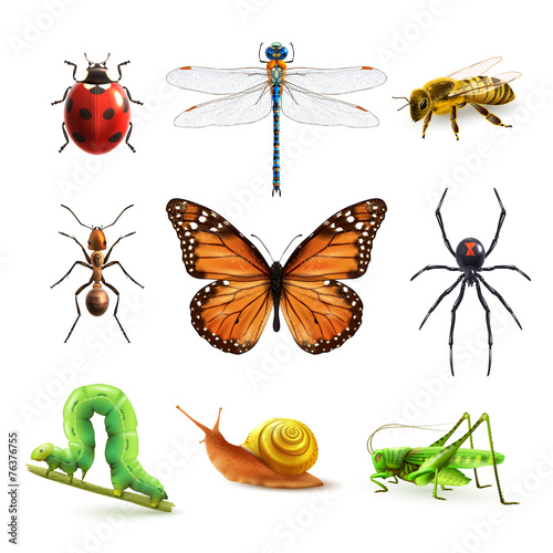 Insects realistic set