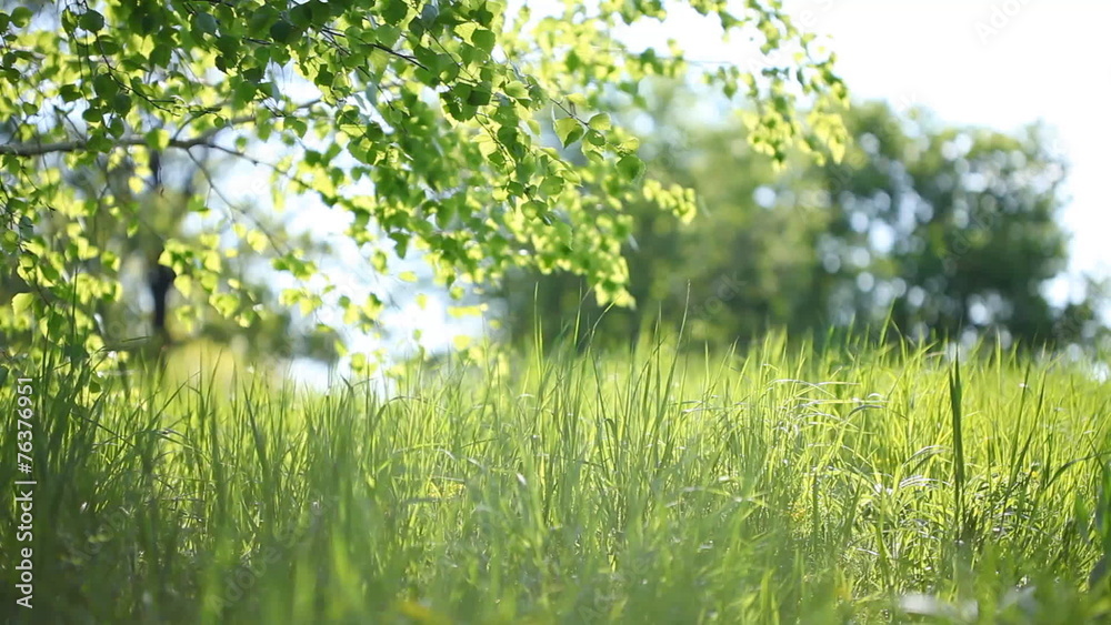 Summer park. Shot with motorized slider