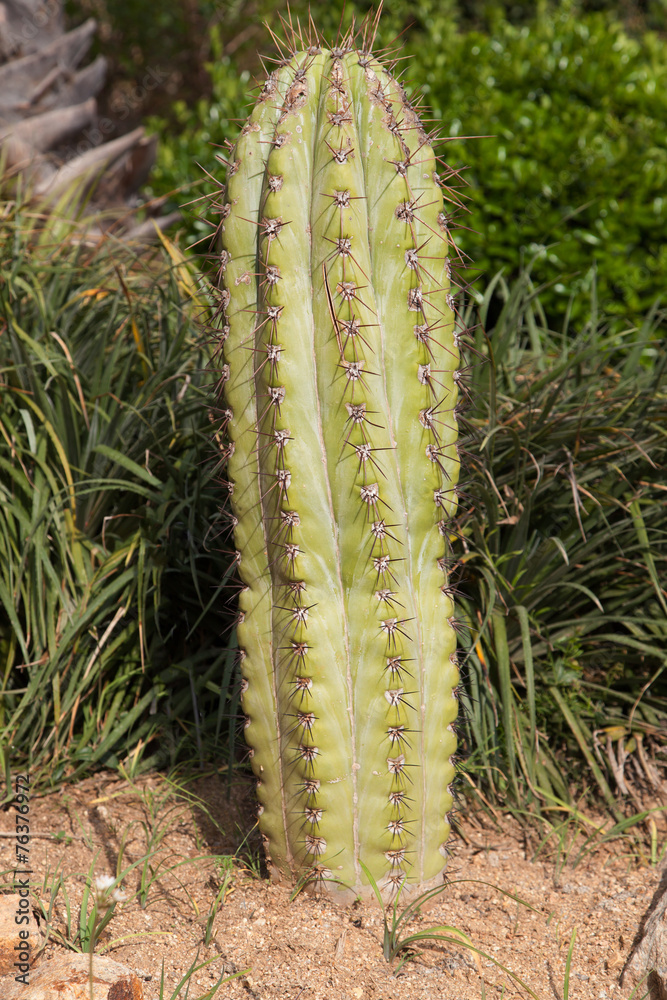 Pasacana tree cactus