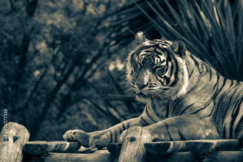 Amur tiger lying on a platform of planks. Toned