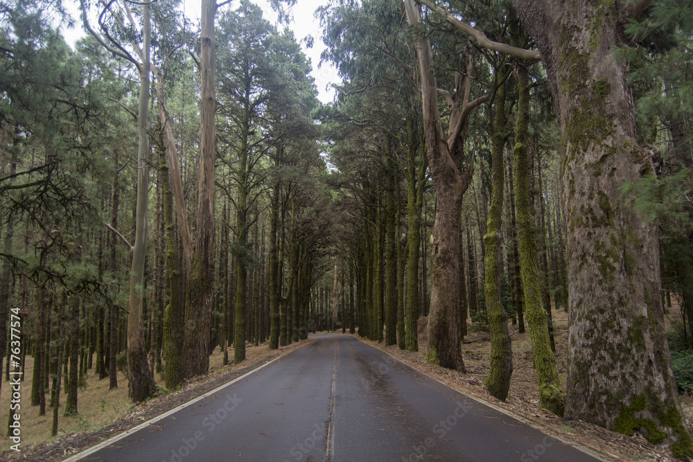 Obraz premium Road through a forest in Tenerife