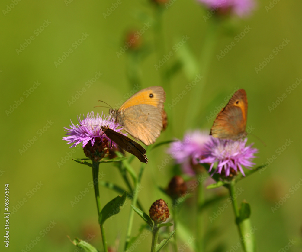 Naklejka premium Schmetterlinge