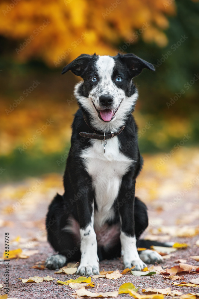 happy puppy border collie