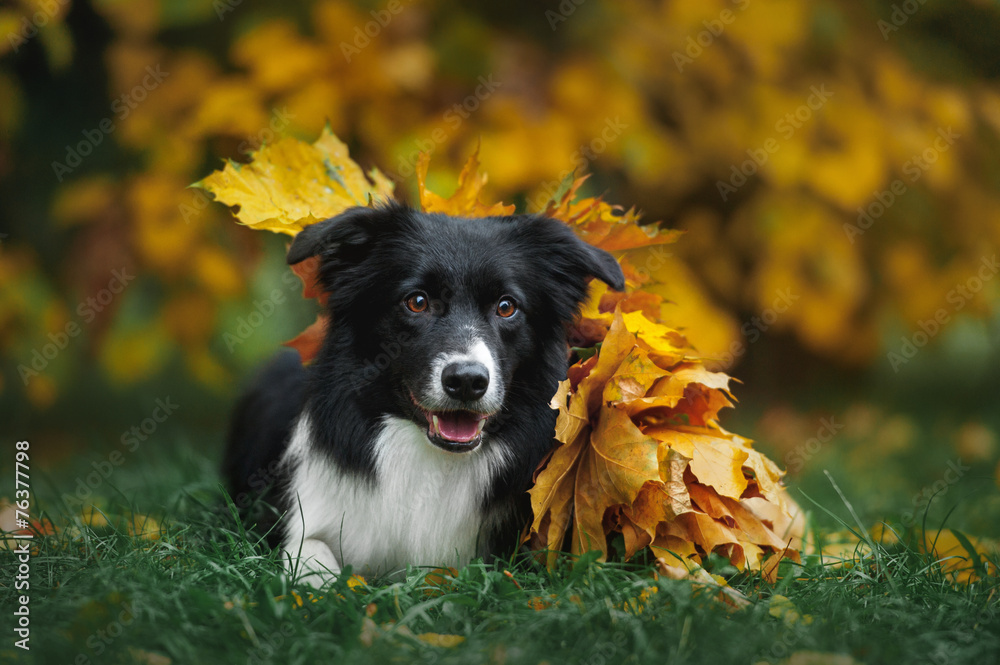 happy puppy border collie happy puppy border collie