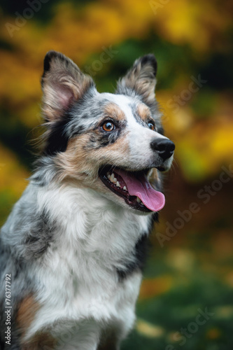 Fotografia happy puppy border collie