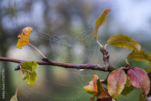 closeup of spider net at a tree photo