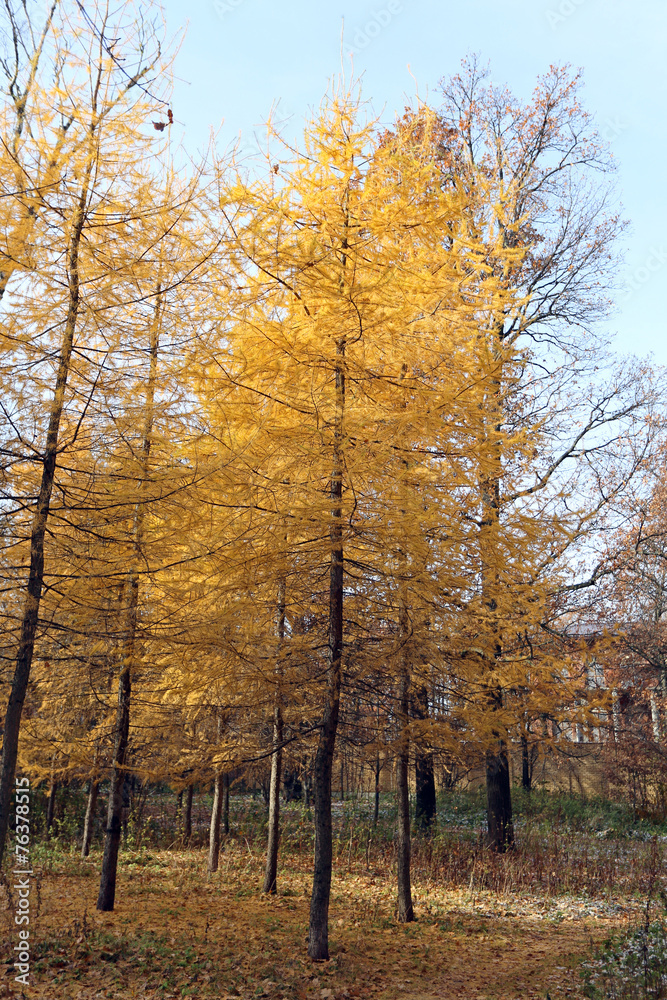 autumn landscape