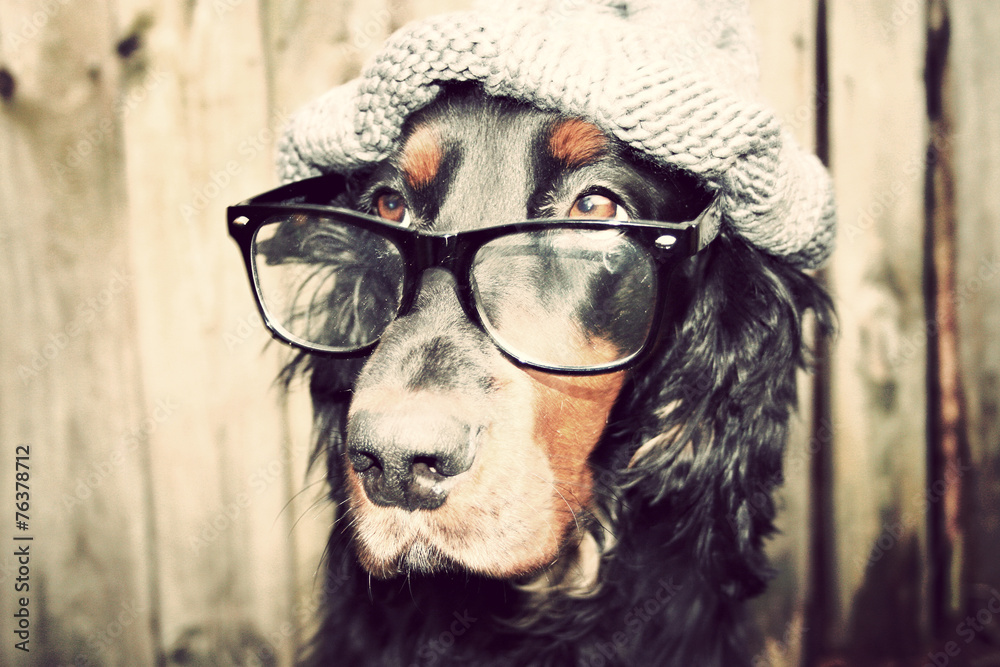 abschätziger blick agent detektiv hund nerd | Adobe Stock