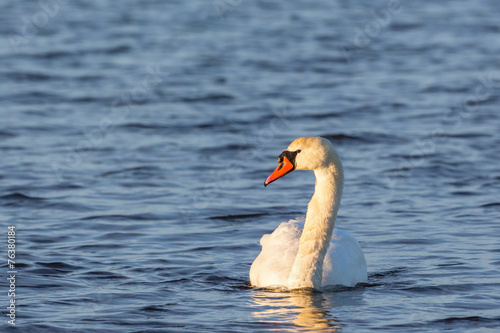 Mute swan swimm