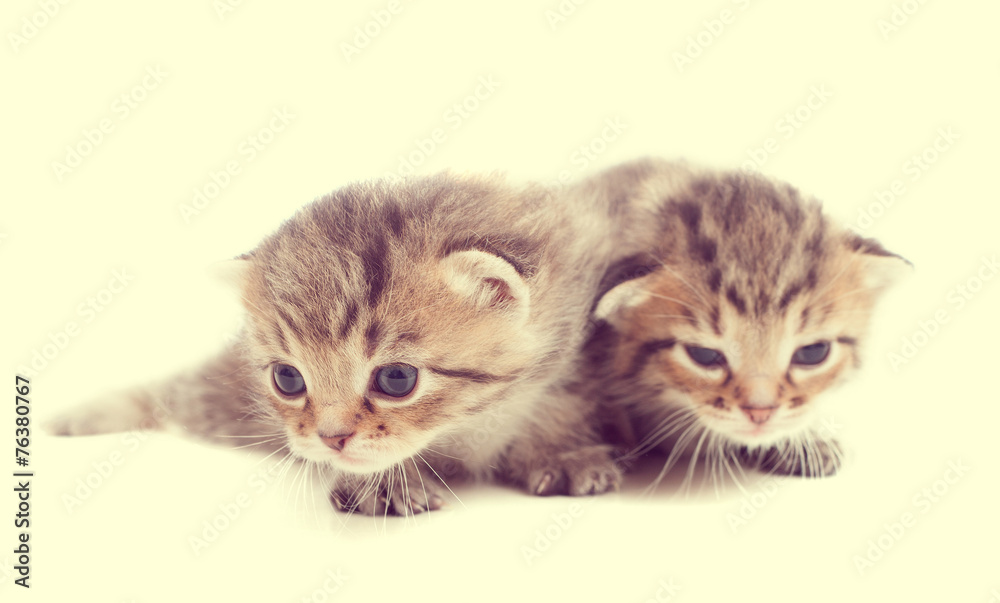 Two cute cute striped kitten Two cute cute striped kitten