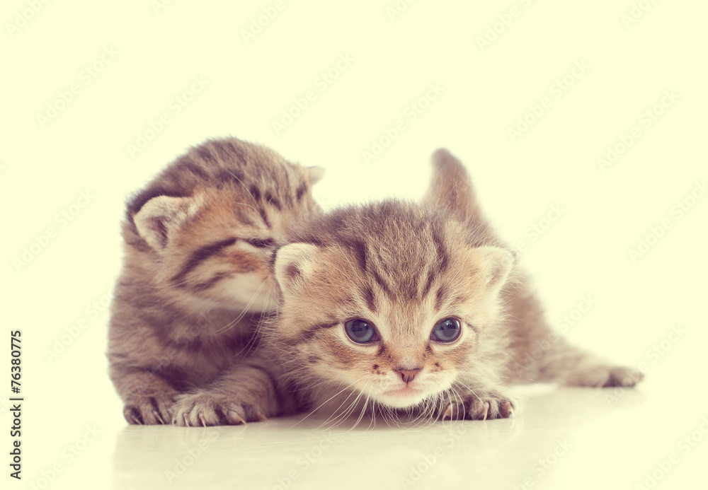 Two cute tabby kitten