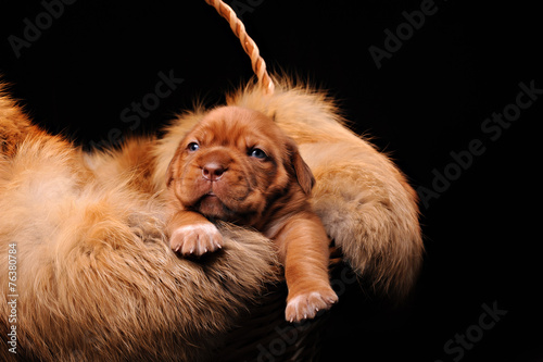 the puppy fur in the basket © brusnikaphoto