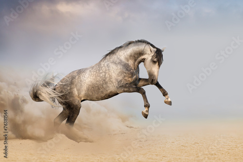 Beautifyl grey horse galloping in desert sand at sunset