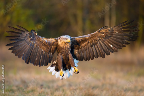 Aquila di mare photo