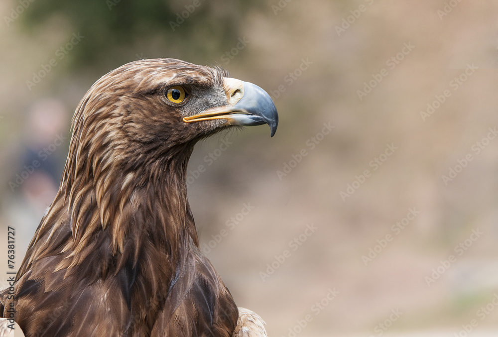 Obraz premium Águila real