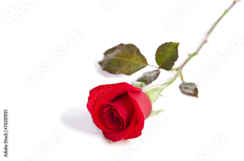 Fototapeta Naklejka Na Ścianę i Meble -  beautiful red rose isolated on white background