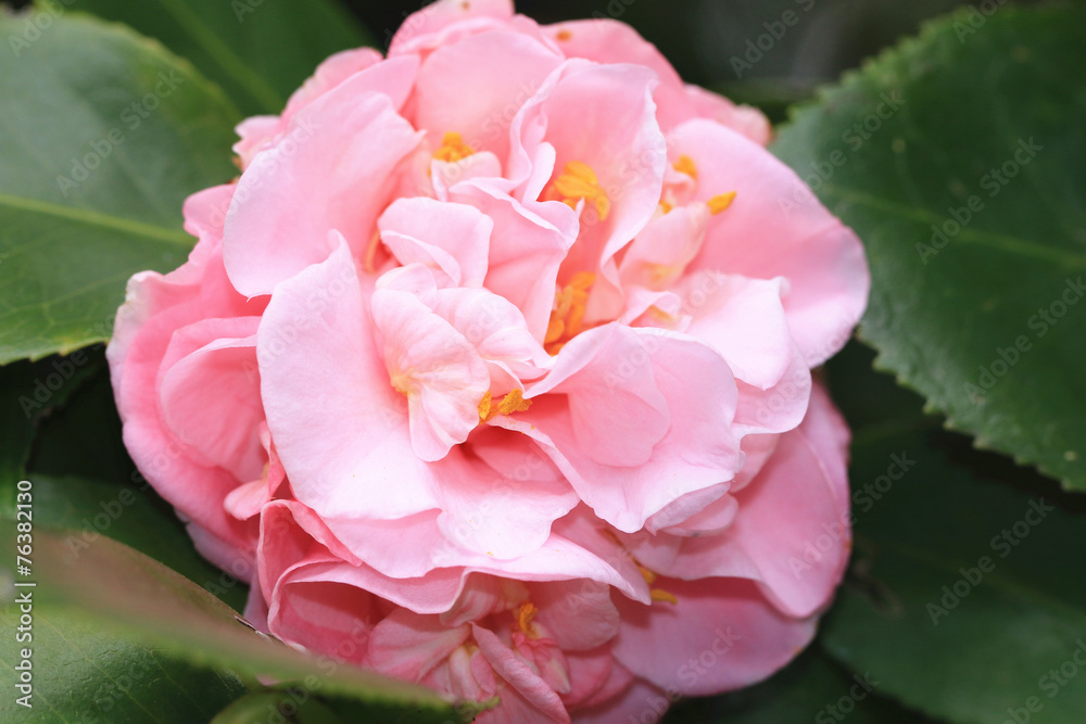 Camellia flower