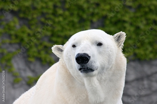 Detail view of a large polar bear, (ursus maritimus)