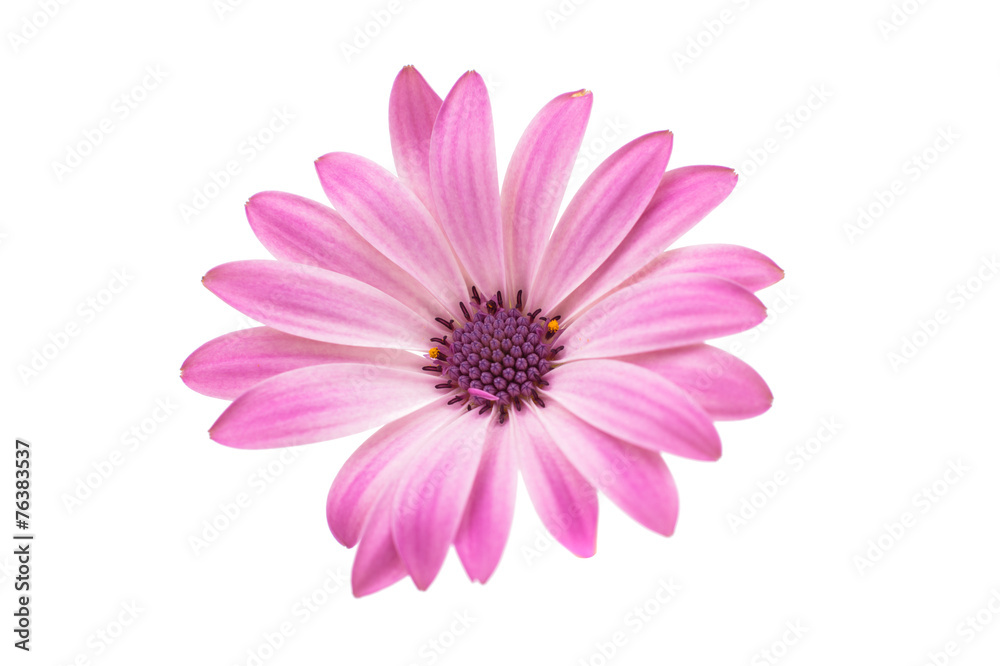 White and Pink Osteospermum Daisy or Cape Daisy Flower Flower