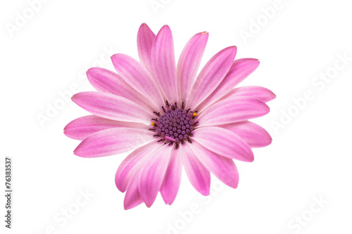 White and Pink Osteospermum Daisy or Cape Daisy Flower Flower