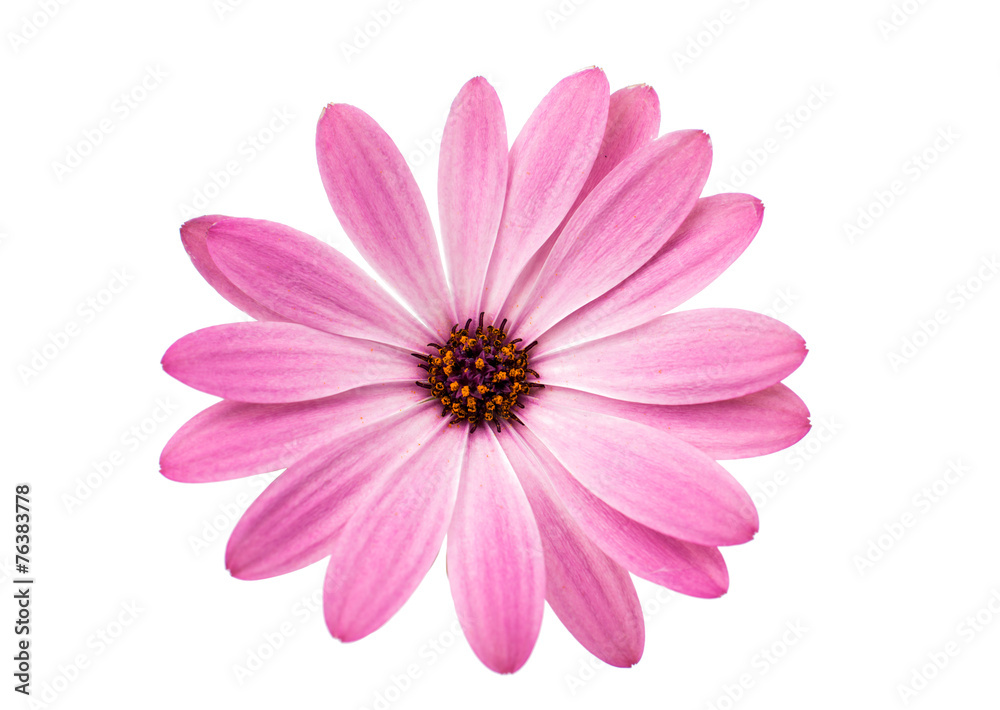 White and Pink Osteospermum Daisy or Cape Daisy Flower Flower White and Pink Osteospermum Daisy or Cape Daisy Flower Flower