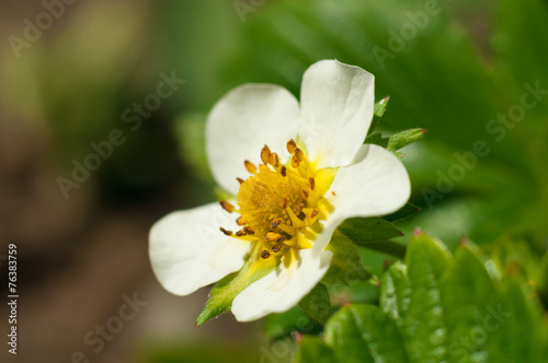 Strawberry white flower