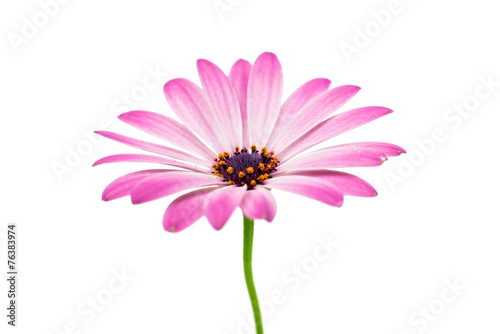 White and Pink Osteospermum Daisy or Cape Daisy Flower Flower