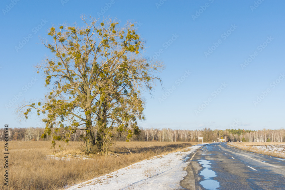 European mistletoe attached to lonely tree