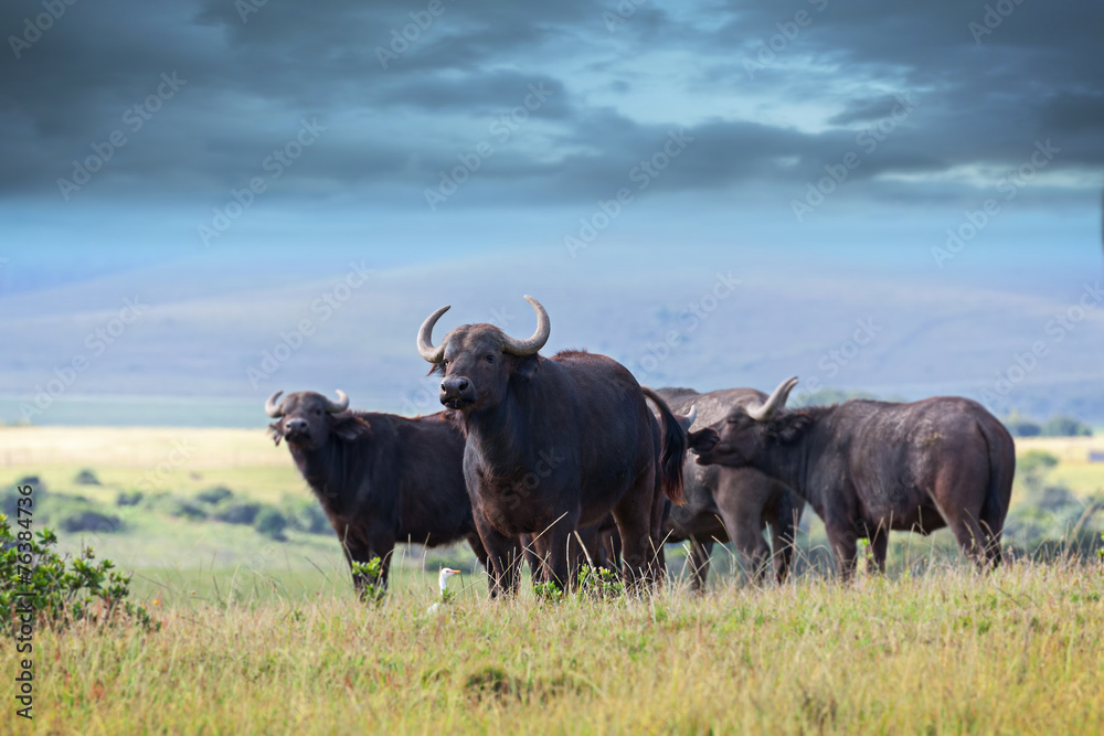 african buffalo african buffalo