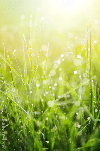 Fresh green grass with dew.