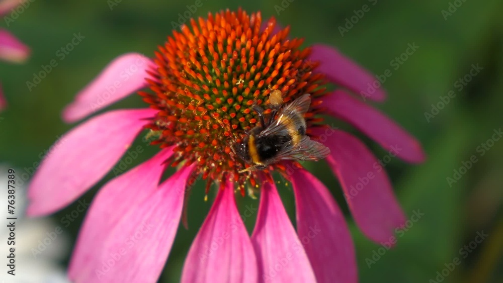 Bumble bee macro on a purple cone-flower ( Echinacea purpurea ) Bumble bee macro on a purple cone-flower ( Echinacea purpurea )