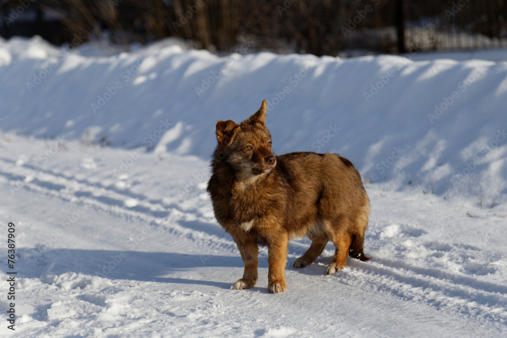 Fototapeta premium Dog on the snow