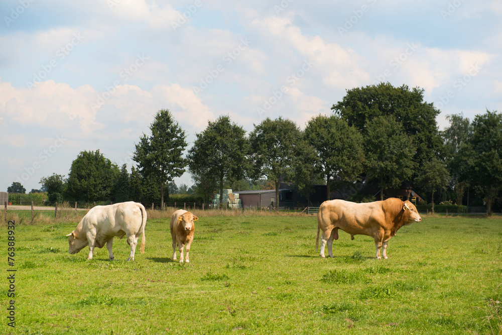 Bulls in pastures